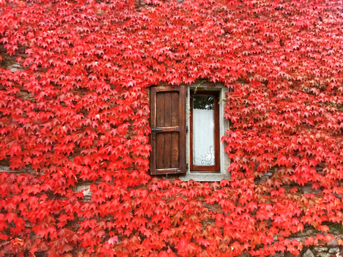 TheGarage_Italy's tweet photo. It's officially autumn.
Autumn colorfulness at @TheGarage_Italy 

#autumn #recordingstudio #music #Tuscany https://t.co/FsN1tr89KD