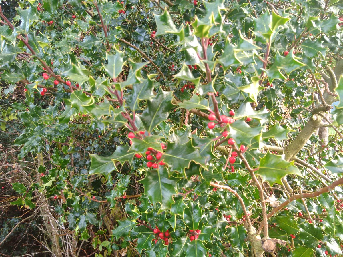 HillFarmBnB's tweet photo. This morning our holly is full of pigeons feasting on berries ahead of the redwing and fieldfares. I must also pick some branches to store in the barn or I'll be decorating with just the green leaves #wegotherefirst #Derbyshire https://t.co/Uy3f1SXCZS