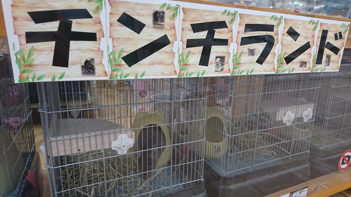 ホームアシスト清水駒越店ペットコーナー チンチランドが完成 様々なチンチラが皆様のご来店お待ちしております グレーのかわいい写真が撮れたので載せておきます 笑 担当 杉山 チンチラ 小動物 エンチョー ペットショップ ホームアシスト ホームアシスト清水駒越店ペットコーナー チンチランドが完成 様々なチンチラが皆様のご来店お待ちしております グレーのかわいい写真が撮れたので載せておきます 笑 担当 杉山 チンチラ 小動物 エンチョー ペットショップ ホームアシスト