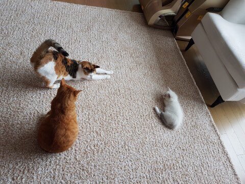 first met, interview season with the oldest unnies