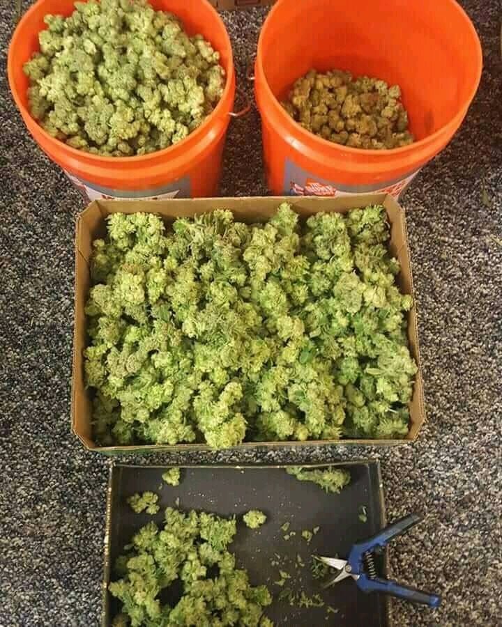 JeremiahVan2's tweet photo. Weekend green all ready 
For more infor txte/call/WhatsApp on +617-394-8598
#weedspot #highsociety #bluntculture #cannabiscosiety #waxed #weed #weedlife #bongbeauties #bakedbeans #twaxgang #ganja #pothead #fueledbythc #weedsociety #marijuanamovement #420society #blunt #marijuanan https://t.co/oQWKc7hIOZ