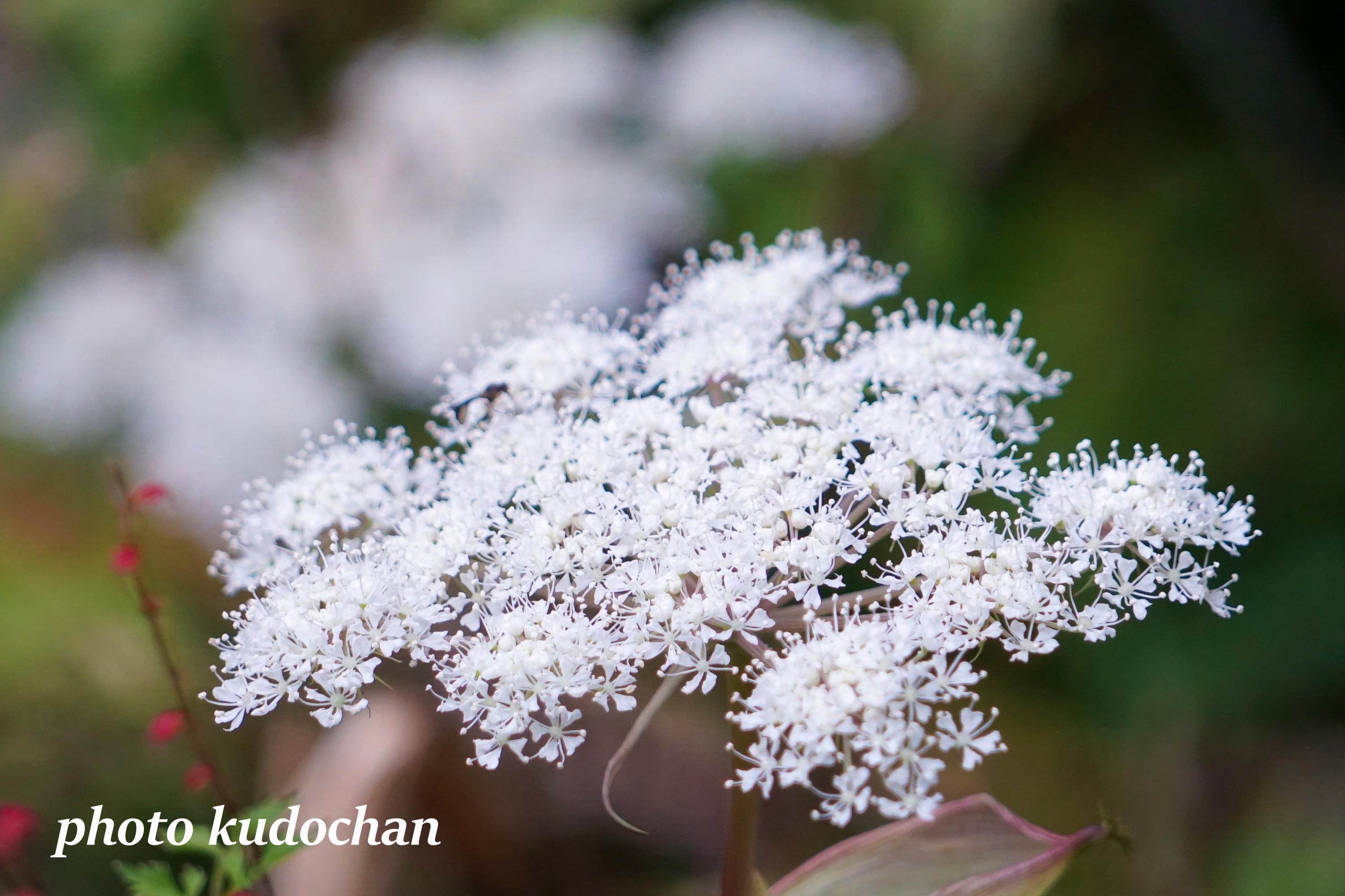 Kudochan 雪の結晶みたいな花 可愛い花を見つけましたが 名前は毒人参だと思います 笑 ドクニンジン 花が好き 写真が好き T Co Ceowuoy1g1 Twitter