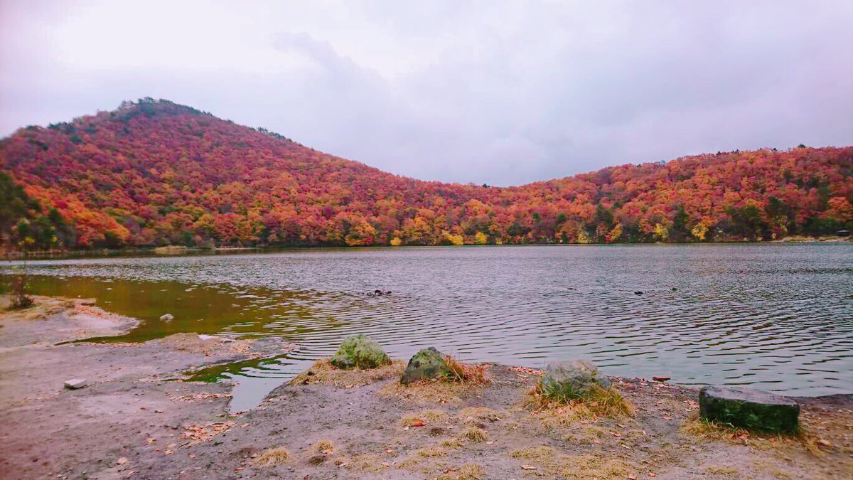 JoytalkJapan's tweet photo. Fall in Miyagi (part 2)
Thanks for the photos Renante.  
For those coming from a place where this doesn’t happen, it’s amazing to see. 
#miyagi #宮城 #ジョイトーク #joytalk #fall #autumn https://t.co/mCaQR1F3ib
