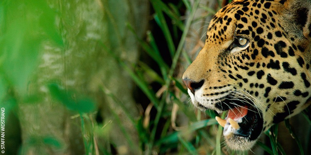 WWF UK tweet media