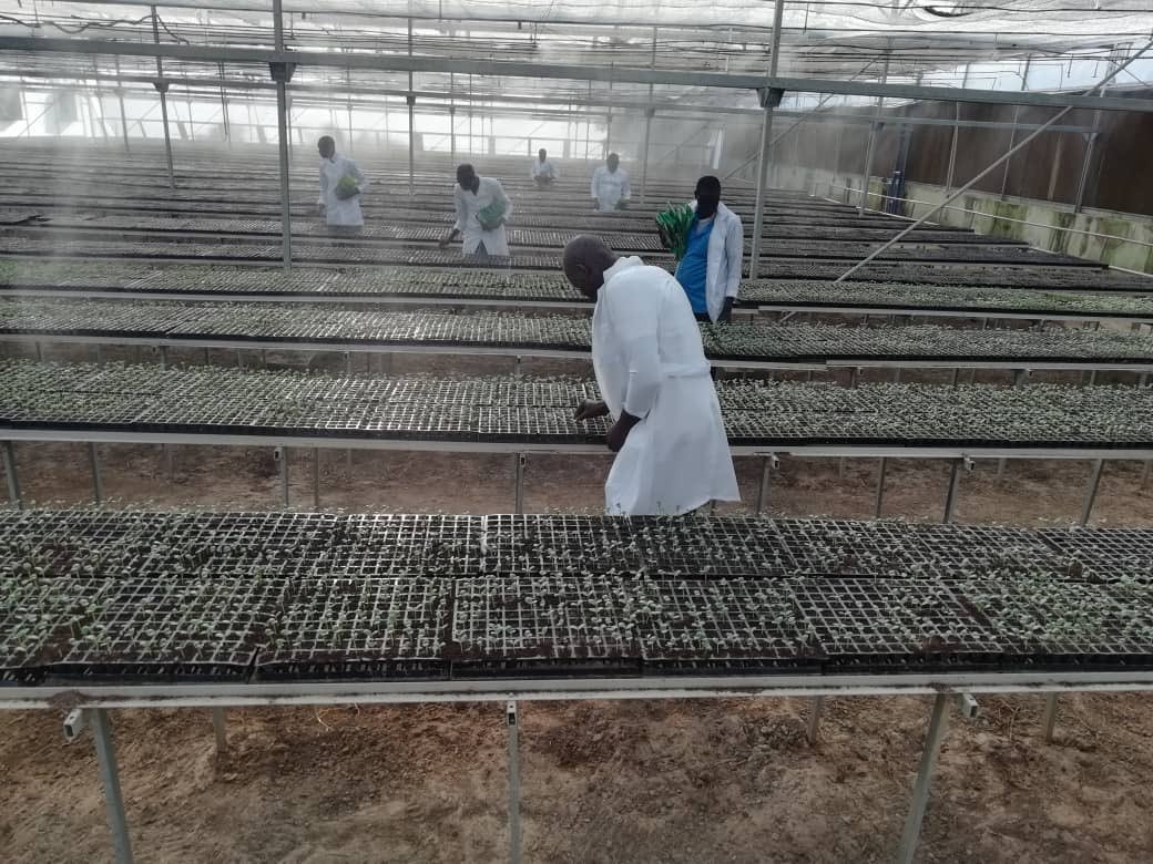 ksmcommunique's tweet photo. One of  Biggest Seedling GreenHouse in West Africa, currently running in Borno State, together with a factory of manufacturing Drip irrigation tubes and Fittings  ; By HE Hon. Kashim Shettima; @BornoGovt @DanBorno @ShettimaDogo @Yadomah @Habuhk4 @ProfOsinbajo @KashimSM https://t.co/oApUA8rUjb
