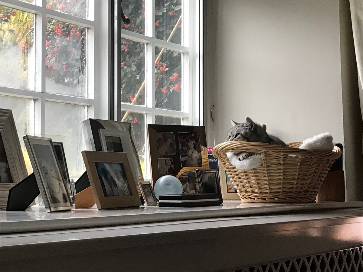 lilahdooks's tweet photo. So how many days until #summer mum? #whicker #4thFavouriteBed #RainyDays #BirdWatching #Gazing #comfy #catsoftwitter #NotWaterproof #CatsOfTwitter #BSHcrew #BritishShortHairsRock https://t.co/xc9emd1Huu