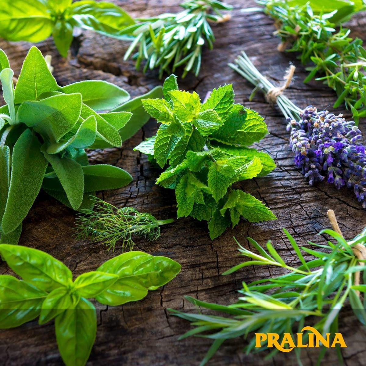 Thyme, laurel, rosemary, dill and lemon balm are the typical aromas of Salento and are used to create the delicious natural flavours in our Pralina sauces. 
#salentofoodandwine #pralinasrl #lebiodiverse #herbs #medicinal #italiansauce #organic #salento #italiancusine