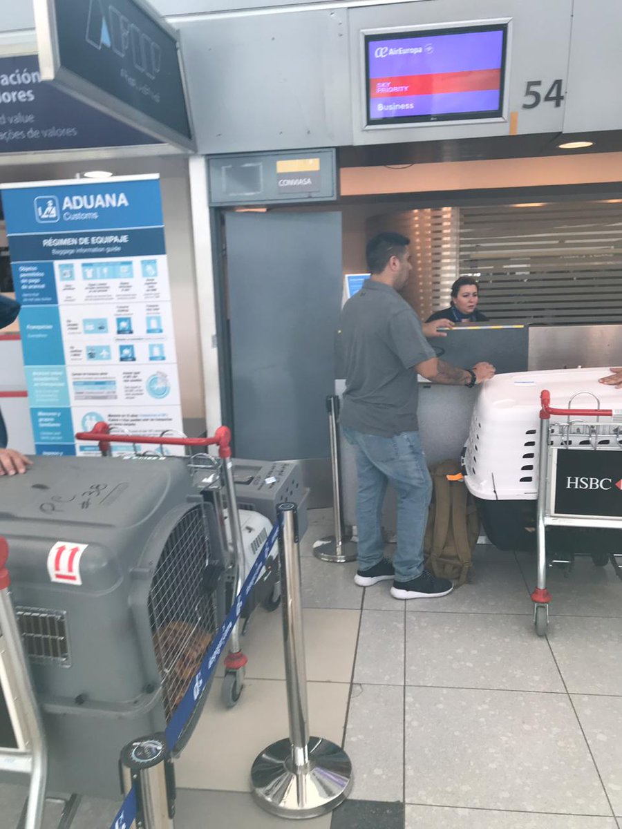 pets_celebrity's tweet photo. Ready To fly !! World Travel Pets 

https://t.co/itqR8r3qSZ

#Trasladomascotas #AKCBreedOfTheDay #ThisIsAKC #WeAreTeamDog #PETSアカデミア #pets #estefinde #mascotas #perros @ClaudiaRomani https://t.co/olBGHZ9ech