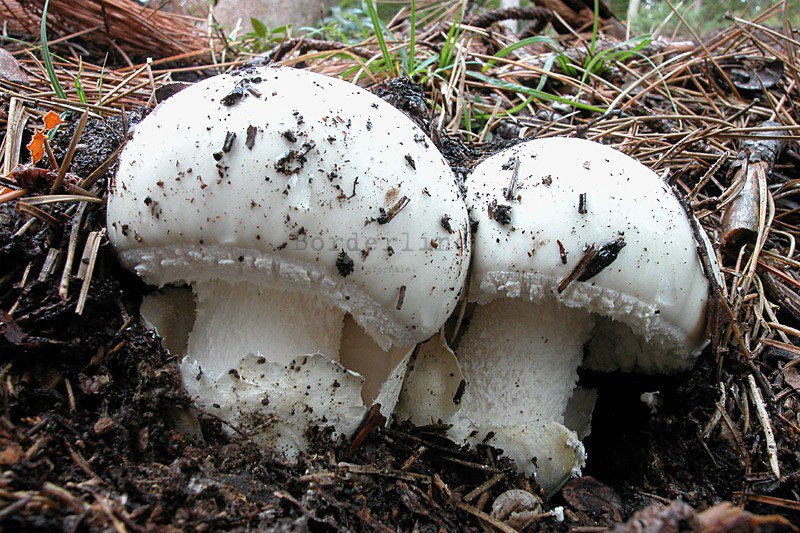 Borderline_24's tweet image. Crispiano, #Multati e #Contenti: "cacciatori" di #Funghi #Salvati dai #Forestali 
is.gd/xAHWqk
#Taranto
