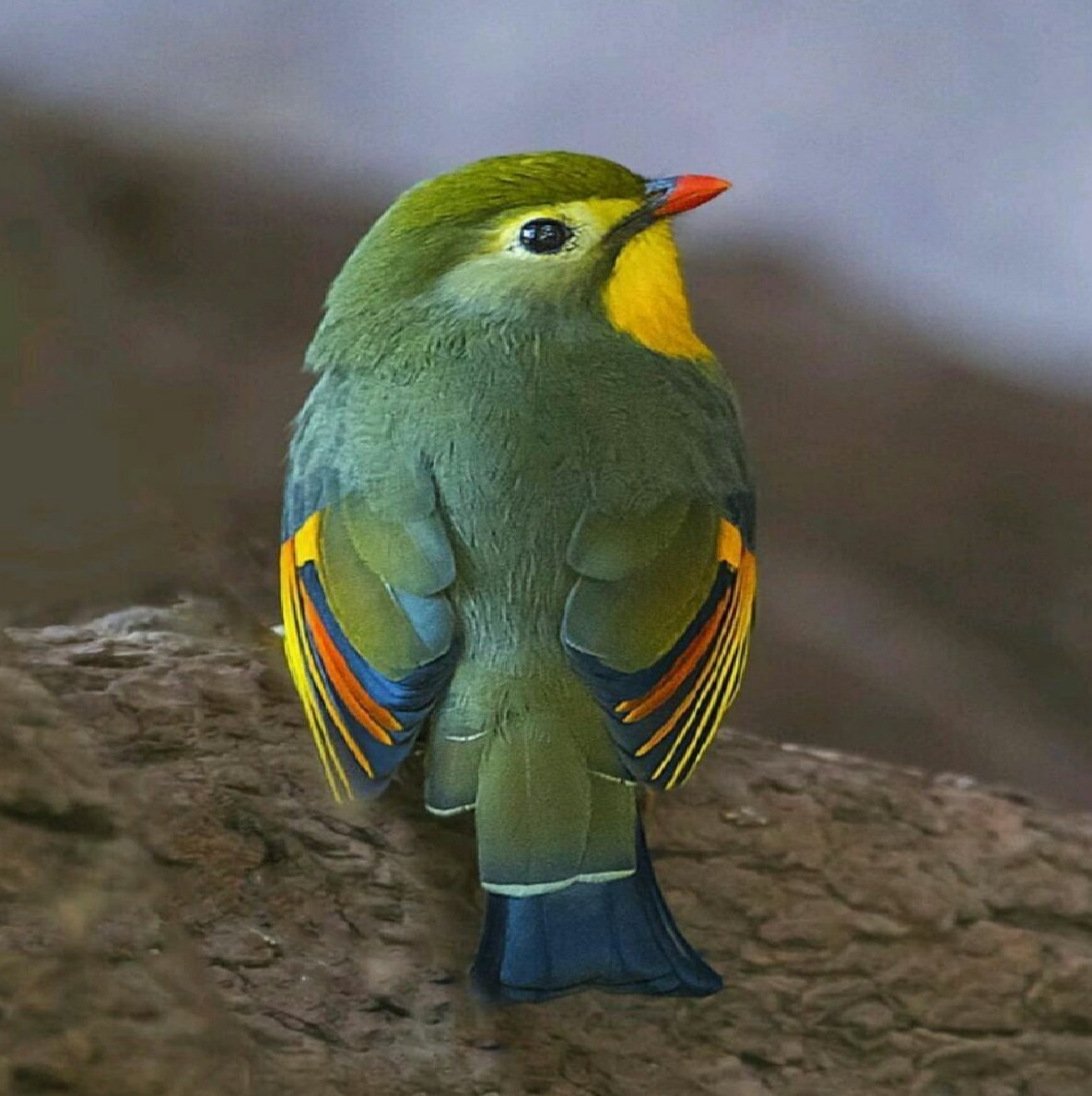 Китайский Соловей Leiothrix lutea