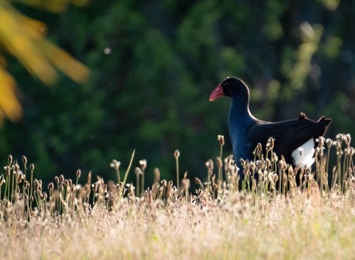 Antzkiwi's tweet image. We have a couple of new neighbours moved in to the empty section next to us. I suspect there will be a number of blue furballs running about any day now. #pukeko #NZ #nativebirds