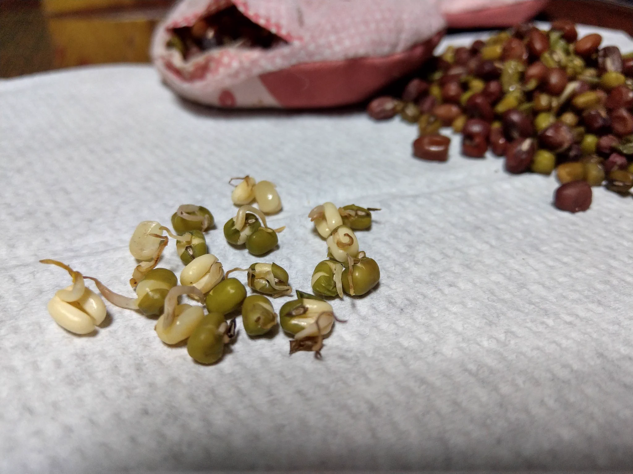 あずきのチカラ、水に漬ければ復活すると聞いた結果…ｗなんだか内部からネトネトする音が出てきてｗｗｗ