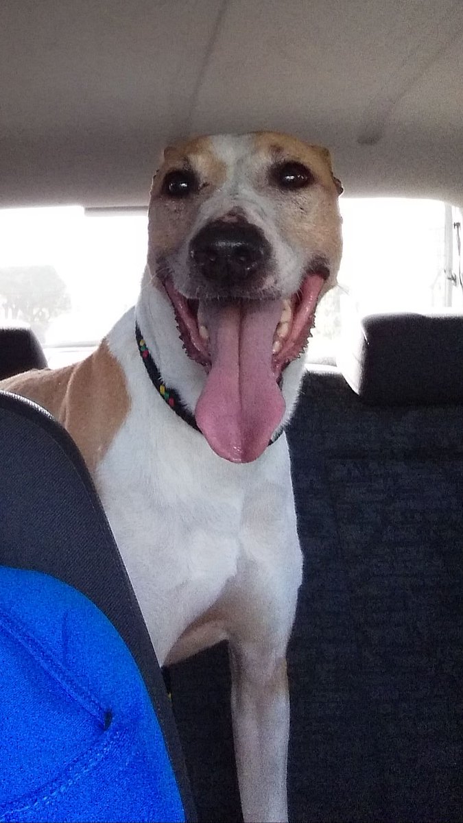 MadrinaSanchito's tweet image. #flopy en #adopcion