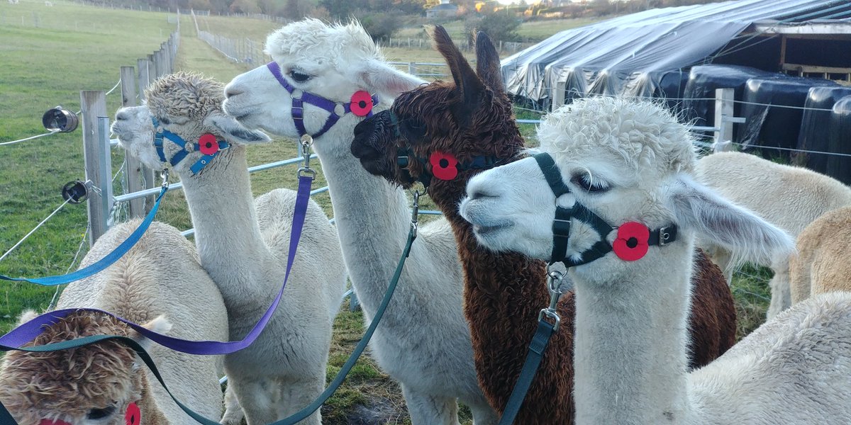 We will remember them
#PoppyAppeal