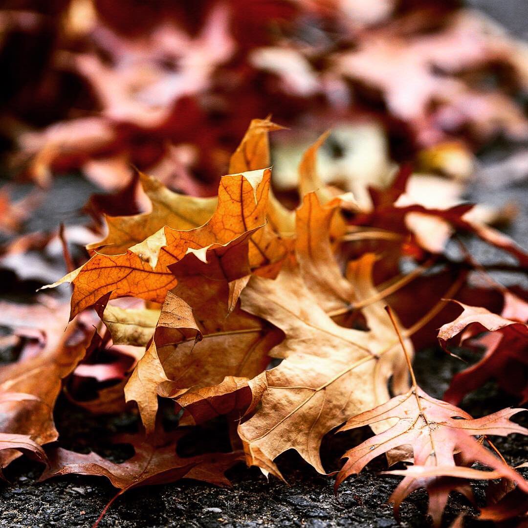 robertoblake's tweet photo. Sometimes the ordinary things are the most beautiful and unappreciated...
#FallLeaves #ChasingAutumn https://t.co/8mciQducaj