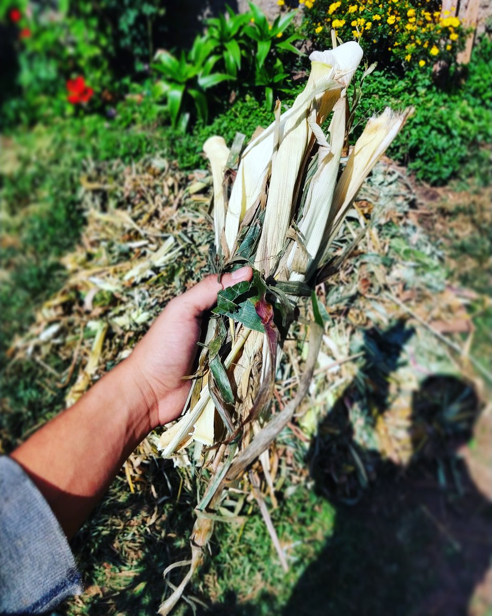 En la granja contamos con una milpa de maíz criollo, que forma parte de la alimentación diseñada para la producción de nuestra carne orgánica y sustentable.

¿Y tú ya sabes cómo se produce lo que comes?