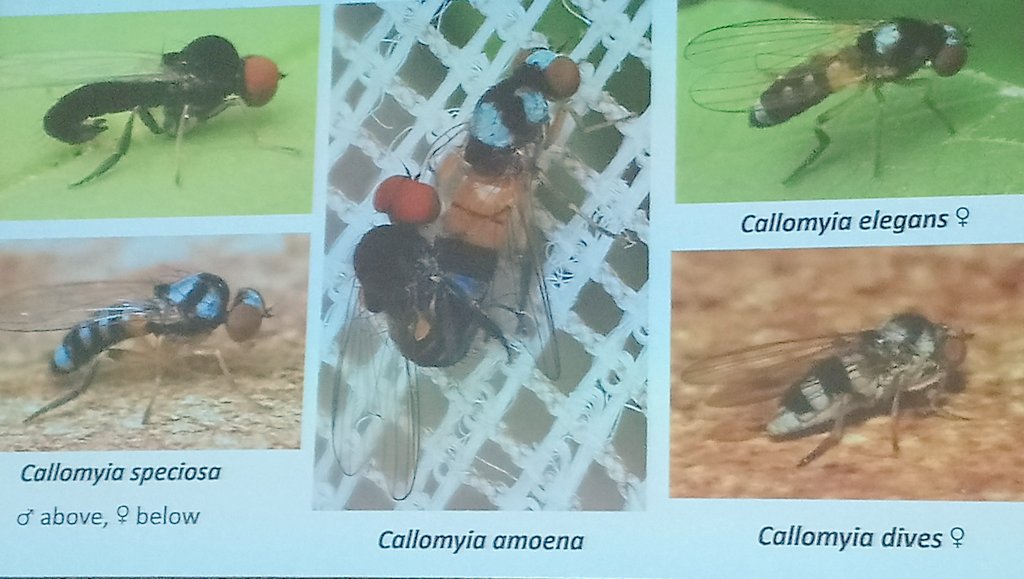 Pselaphacus's tweet photo. @DipteristsForum #flyporn https://t.co/LDY9RdXu3l