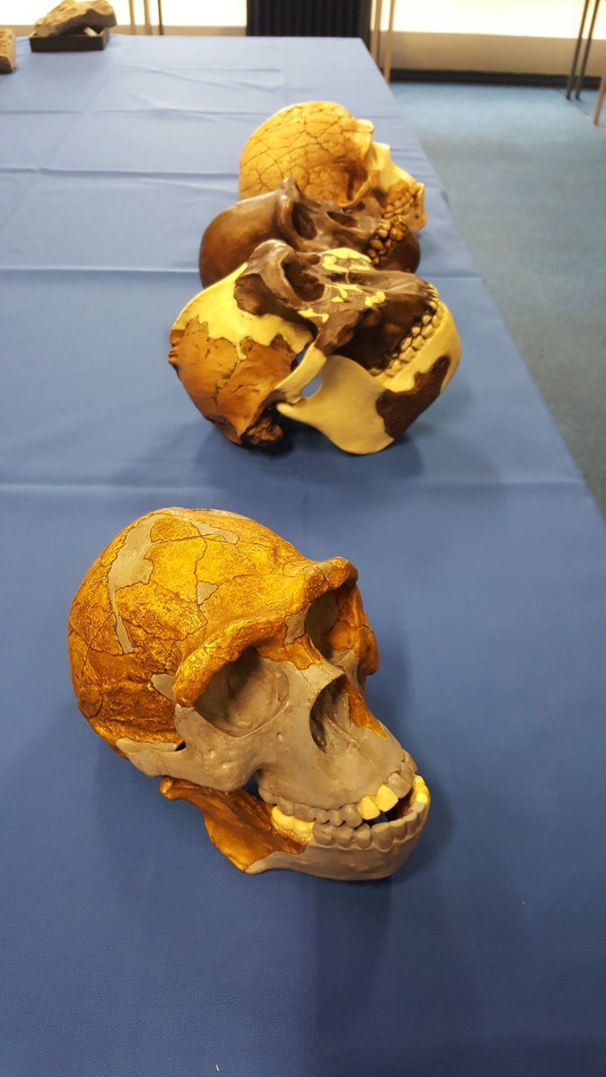 TCD_Science's tweet image. Lots of things to see at our Science stands today #TrinityOpenDay #tcdscience