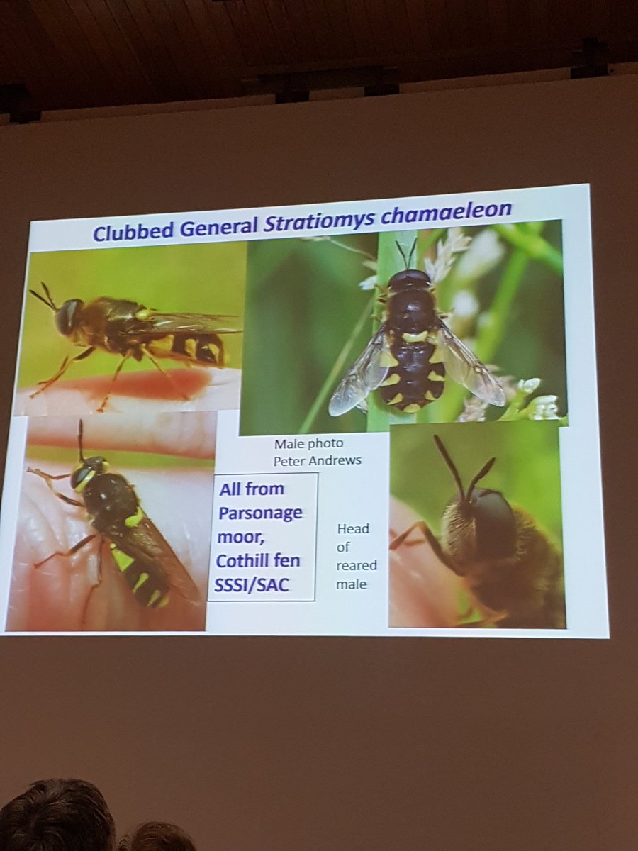 RyanM_Sussex's tweet photo. A brilliant morning of talks at Dipterist forum meeting. Covering a wide range of topics including the history of legendary dipterist J.E. Collin, Syrphid Migration, Platypezidae and rare fen associated diptera. Still plenty more excitement to come! @DipteristsForum #DF2018 https://t.co/WXdxg5fzk8