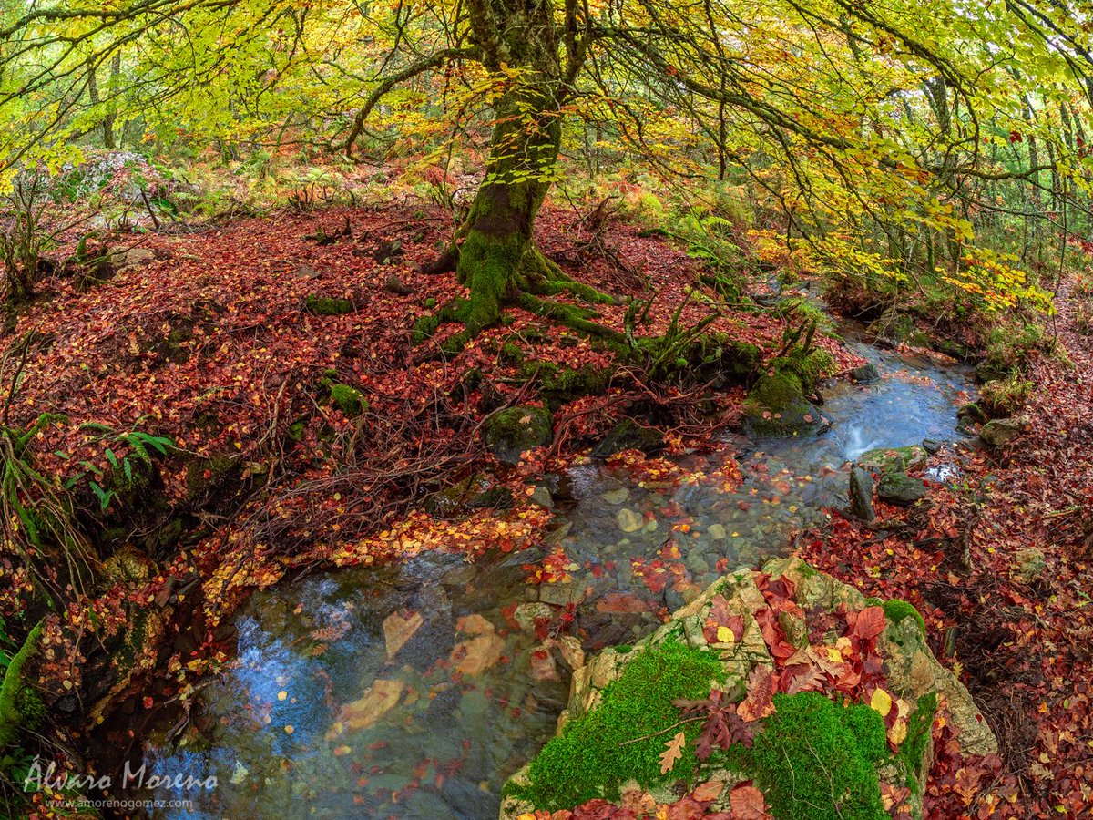 amorenogomez's tweet photo. Estampa de otoño.
En el bosque del hayedo de Pedrosa en Riofrío de Riaza. Otoño junto a un afluente del río Riaza.
https://t.co/TnxoepEIIb https://t.co/9eb5sO3Rch