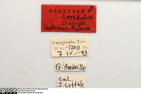 MIZAUCV's tweet photo. #Holotipos #Holotypes @mizaucv https://t.co/Adm9CnOdNw
