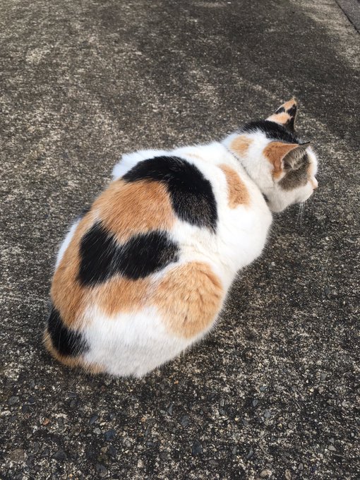 犬か猫が欲しくて保護団体のサイトばかり見ているけど、道にいる猫を見て満足している。1匹増やす勇気がない。 https://t.co/ofNSgUGuMk<a href="/tag/acefile"class="tags"><span>#acefile</span></a><a href="/tag/%E3%83%8E%E3%83%B3%E3%82%BB%E3%82%AF%E3%82%B7%E3%83%A3%E3%83%AB"class="tags"><span>#ノンセクシャル</span></a>