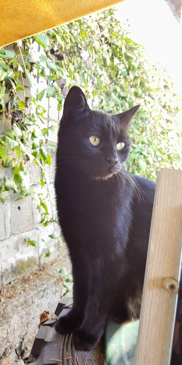 Looking after hooman until he gets me chicken from the fridge.
#Caturday 
#CatsOfTwitter
