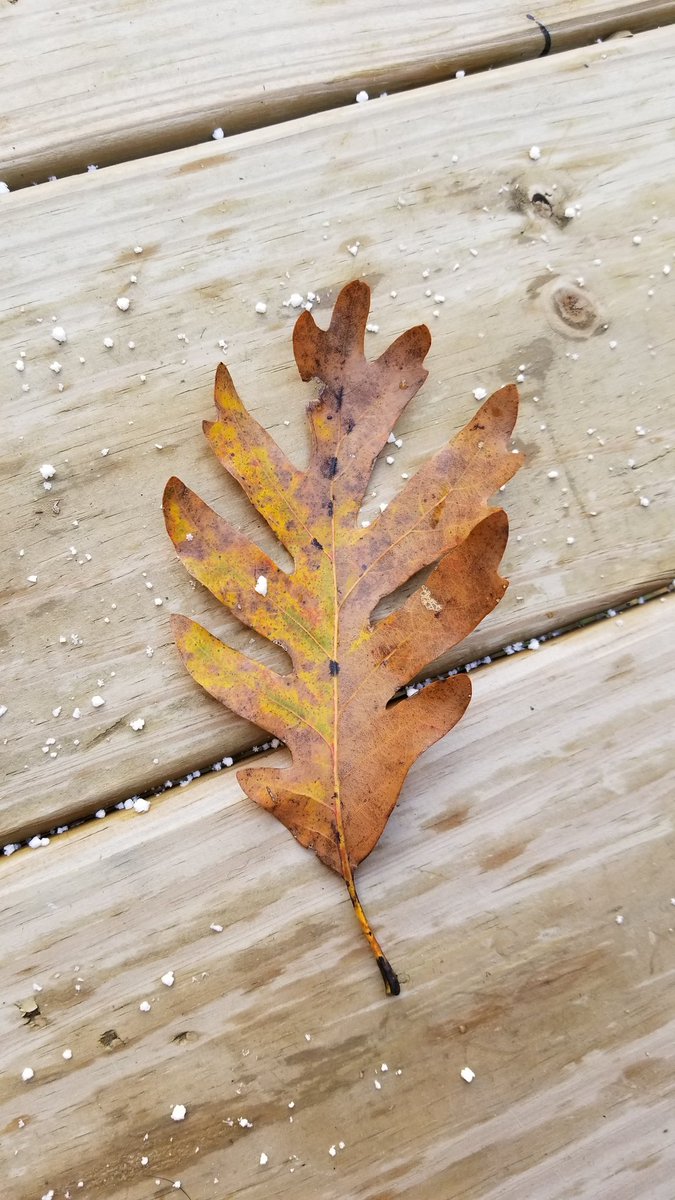 Jens_Starry_Sky's tweet photo. We have #snow! I need to find a shovel so I can dig out of here 😂❄🌨  #FirstSnow or #FirstFlurries rather 🙃 #weather https://t.co/EbSXlMi0qE