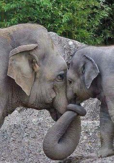 Snow Bunnies Revolt tweet media