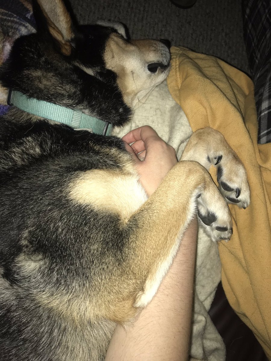 bexmachina's tweet image. WFTD champs! How could #Llewelyn and #MilesO’Brien snooze through that @Crimecityroller game??#dogsofwftda #WFTDAChamps2018 #talk2WFTDA