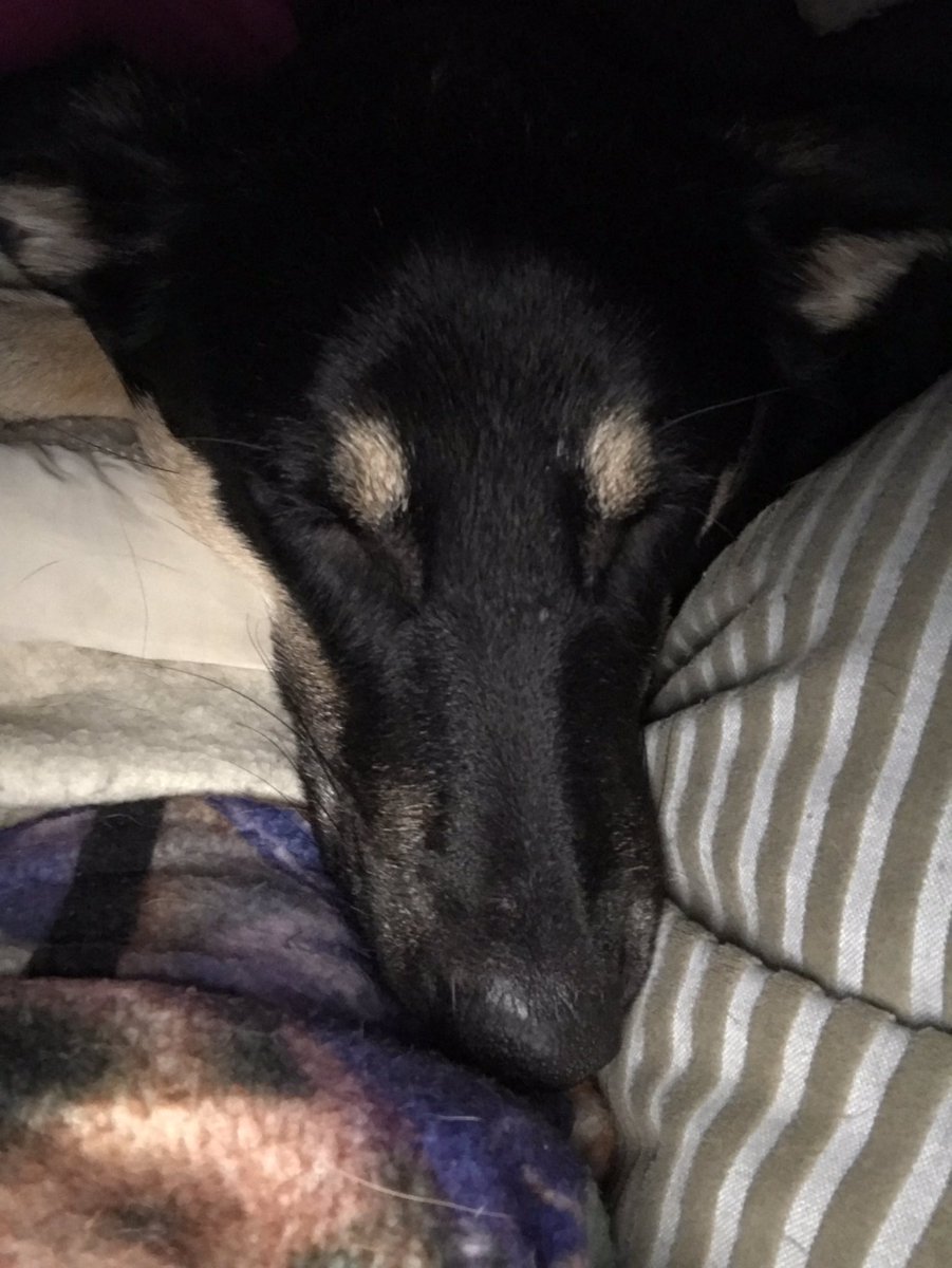 bexmachina's tweet image. WFTD champs! How could #Llewelyn and #MilesO’Brien snooze through that @Crimecityroller game??#dogsofwftda #WFTDAChamps2018 #talk2WFTDA