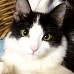 Thats My New Kitty..Tell me what you think about my little Kitty