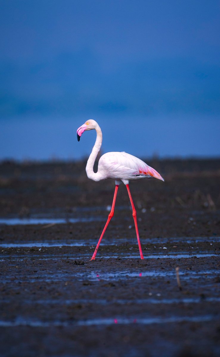 vikrantjadoun's tweet photo. stand out of the blues...
picture by : @Jayanth_Sharma 
post processing by : @vikrantjadoun 
the blues are more made more prominent with slight vignette and cropping to make the subject pop out as a contrasting element. A artistic version of it coming soon 
#toeholdDevelop #Kutch https://t.co/JGuVOd8C3n