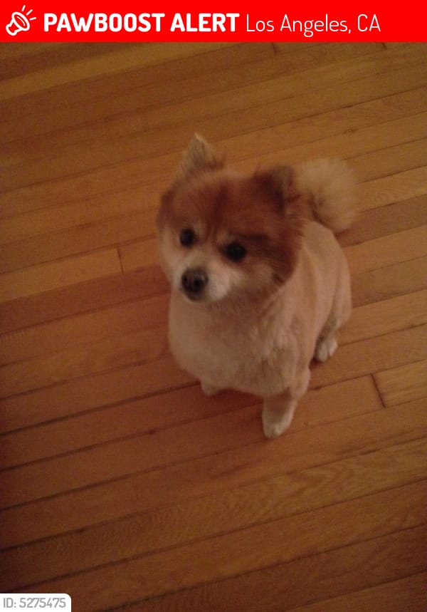 LAPassion4Pets's tweet photo. Missing since November 9 near The Grove. Please help us bring her home. MORE DETAILS HERE >> https://t.co/3LnVuTgiBf #Retweet #LosAngelels #LA #SoCal https://t.co/4YuZGdoU0r