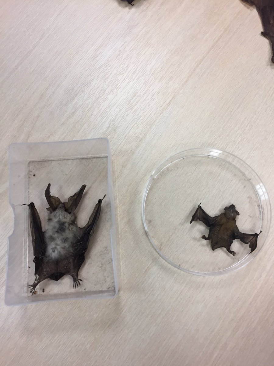 geminstem's tweet image. Had a great day at the South East Bat Conference! 🦇💥Identified some live bats in the workshop which was awesome too and learnt loads of cool stuff for my dissertation! Thanks to @_BCT_ 🦇🍂🍁 #SEBatConf