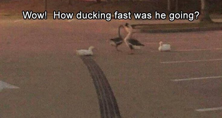 VisionQuote's tweet photo. New post (Funny Quotes : funny-animal-picdump-of-the-day-176-19 #funnymemes #funnypictures #humor #funnyt...) has been published on Quote Vision - https://t.co/gRb7EpmJen https://t.co/wpSBmgnKII