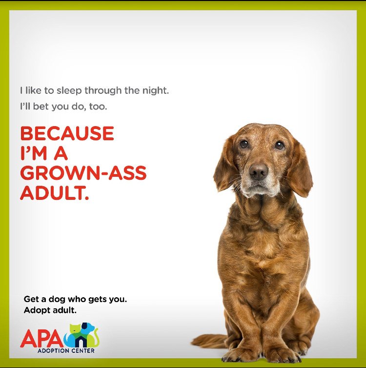APAofMO's tweet photo. Happy National Adopt a Senior Dog Month! 
#Adoptaseniordogmonth #Grownassadult https://t.co/yX143GZheO