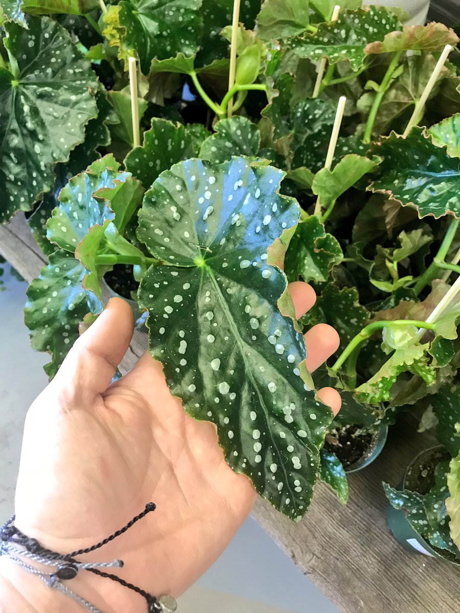 Another fantastic saturday, another SURPRISE PLANT!

That’s right, ANOTHER rare find. Angel Wing Begonias! Stop by and see what other secret items we may have gotten 🤐

#plants #plantshop #mossandtimber #angelwingbegonia