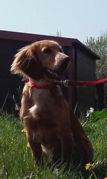 millypod1's tweet photo. ๐28 Oct 2018 #FindRusty #Lost #STOLEN ?#ScanMe #REWARD
URGENT WEARING MUZZLE (Because he eats everything)๐ข
Golden Cocker Spaniel Male
LangstonePark area #TrimleyStMary #Trimley nr #Felixstowe #Suffolk #IP11
https://t.co/GwvAI6fIgO https://t.co/gF7V7RzrPY