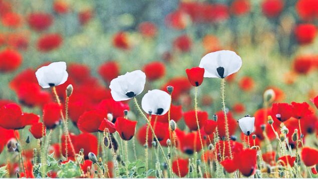 Join us tomorrow for our Remembrance Service at 10:45am (with 2 minute silence at 11am). All are welcome! #RemembranceDay2018 #LestWeForget #ChurchService