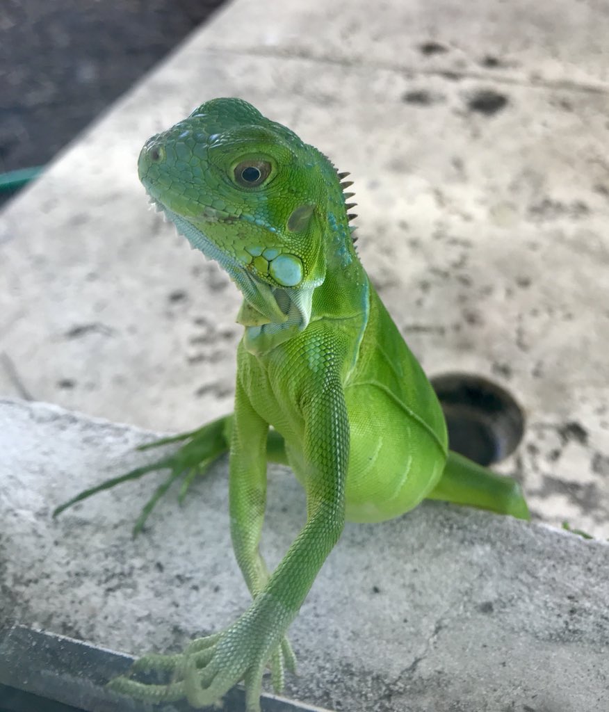 Tom Salinsky tweet media