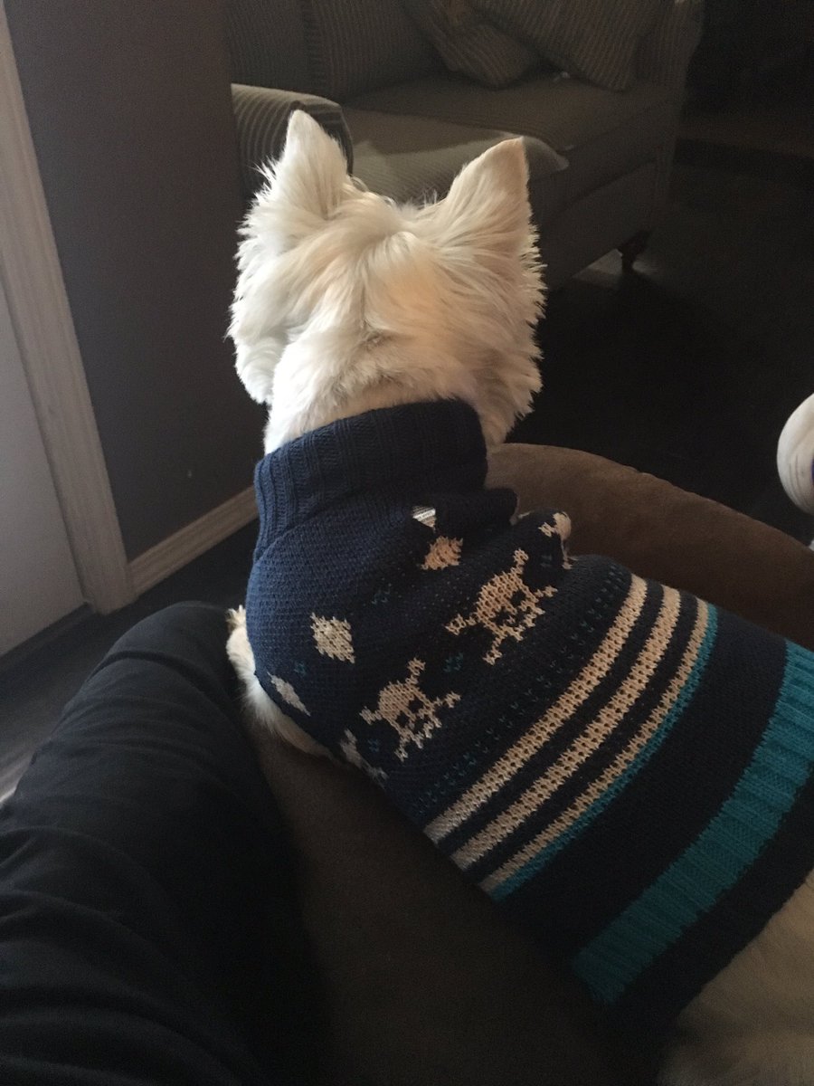 I got a haircut yesterday so my humans got me a sweater to keep me warm since it’s so cold #westie #westies #Westiesoftwitter