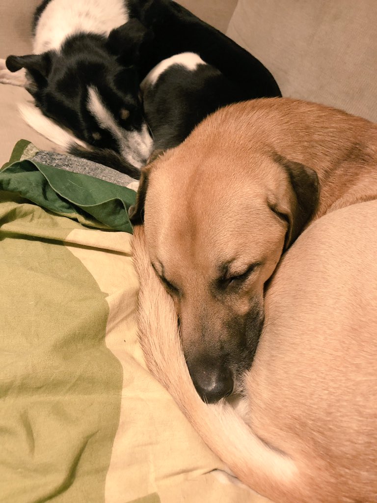 sara_gilbert's tweet image. My contribution to #DogsOfWFTDA #talk2WFTDA