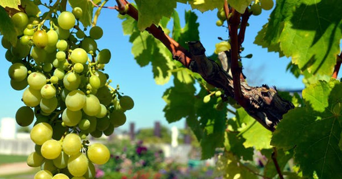 usaratings's tweet photo. The #MuscatOttonel grape is a hybrid cross of Chasselas and Muscat de Saumur. This #grape is capable of producing a wide range of wines, from light, dry table wines to richer, sweeter dessert wines. https://t.co/xNBkO5n24V
#wineblog #winelovers #winegrape #grapewine https://t.co/tBfUiNjB4J