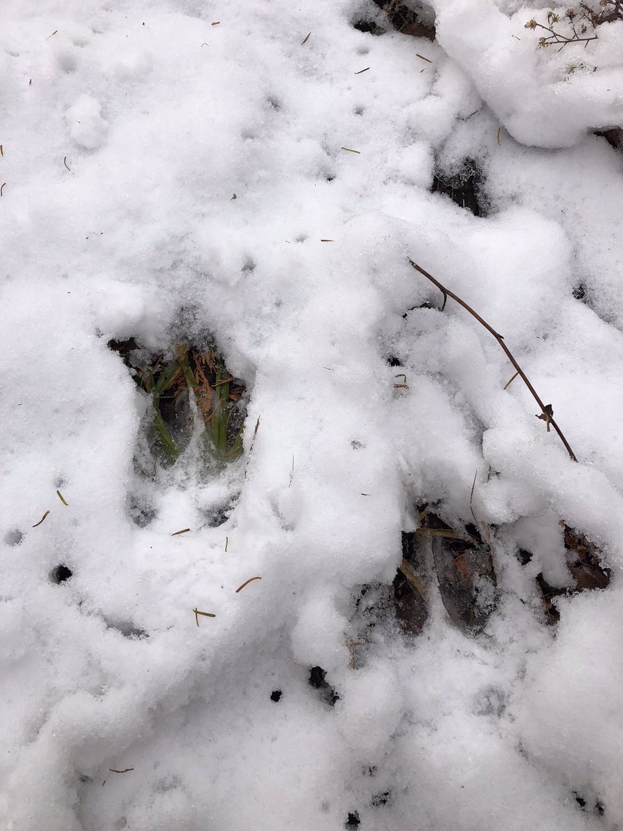TWilsonOttawa's tweet image. The wind gusts this morning were wild! I’d also like to point out those big hanging weeds have big frozen balls of snow on them and they wag like tails, teasing me. Frosty hunt! Hope this gets them moving! #CanadaHunts #JustHunt