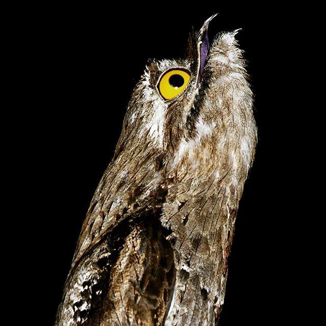 zapapics's tweet photo. The weird looking common potoo sings to the moon with his huge eyes and mouth #weirdanimals #weird #weirdbird #brazilbirds #potoo #naturephotography  #wildlifephotography #wildlife #birdphotography #naturalistguide #nature  #naturephotographer #zapapics … https://t.co/xvzKAOMZWo https://t.co/ZBsfHxgSzr