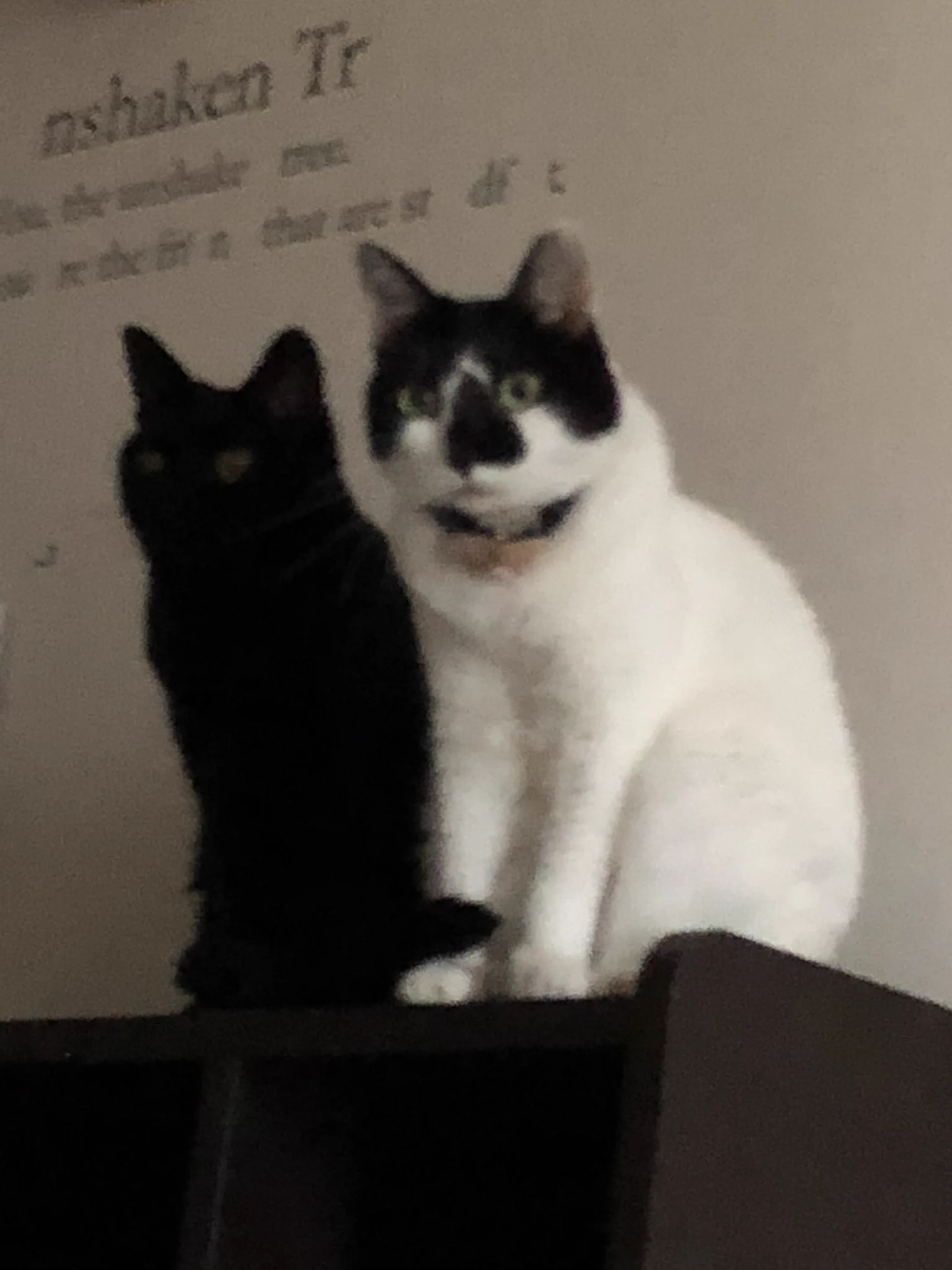 黒猫あるある？ｗｗｗ影かと思うほどシンクロ率ハンパないｗｗｗ