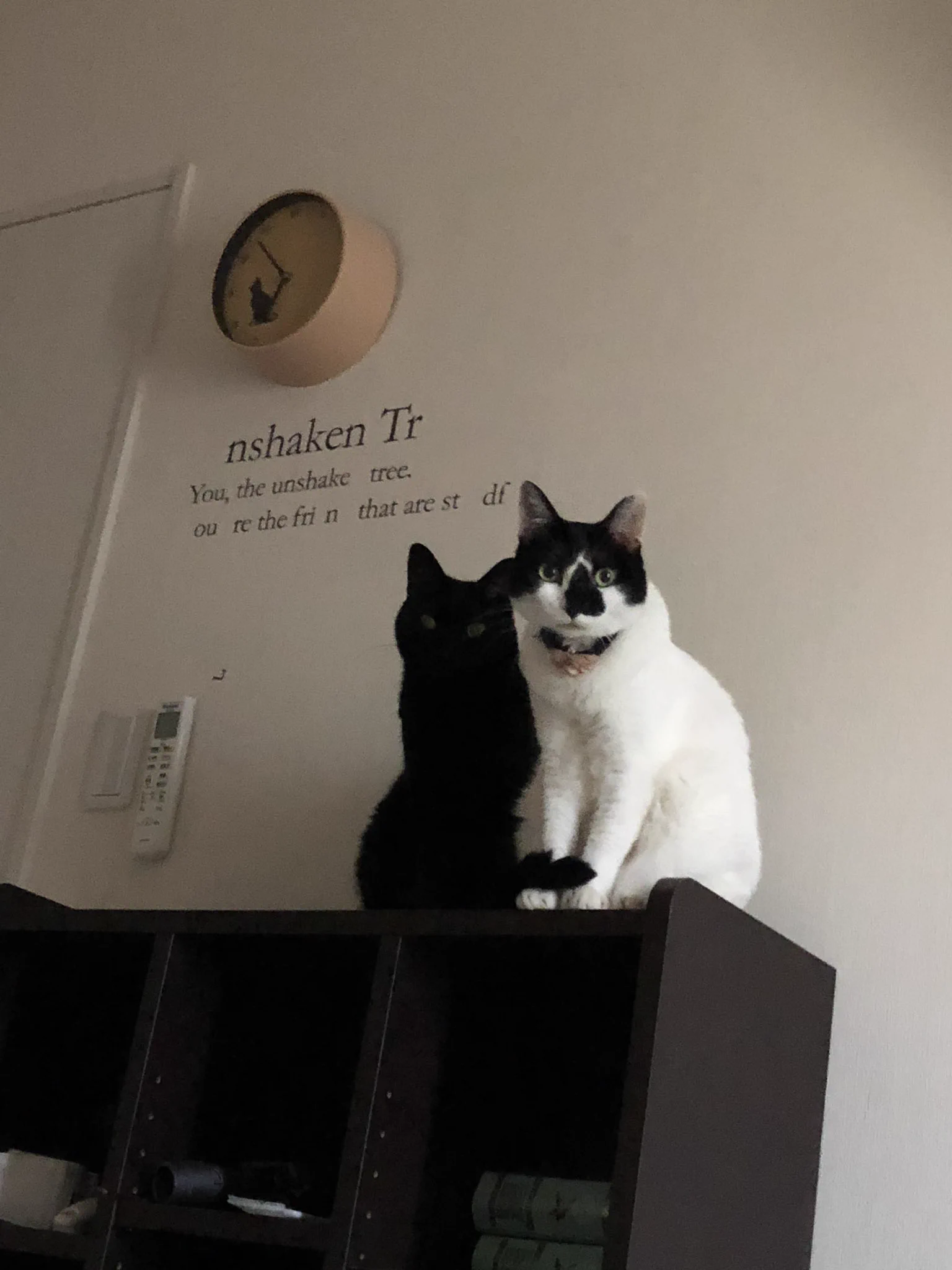 黒猫あるある？ｗｗｗ影かと思うほどシンクロ率ハンパないｗｗｗ