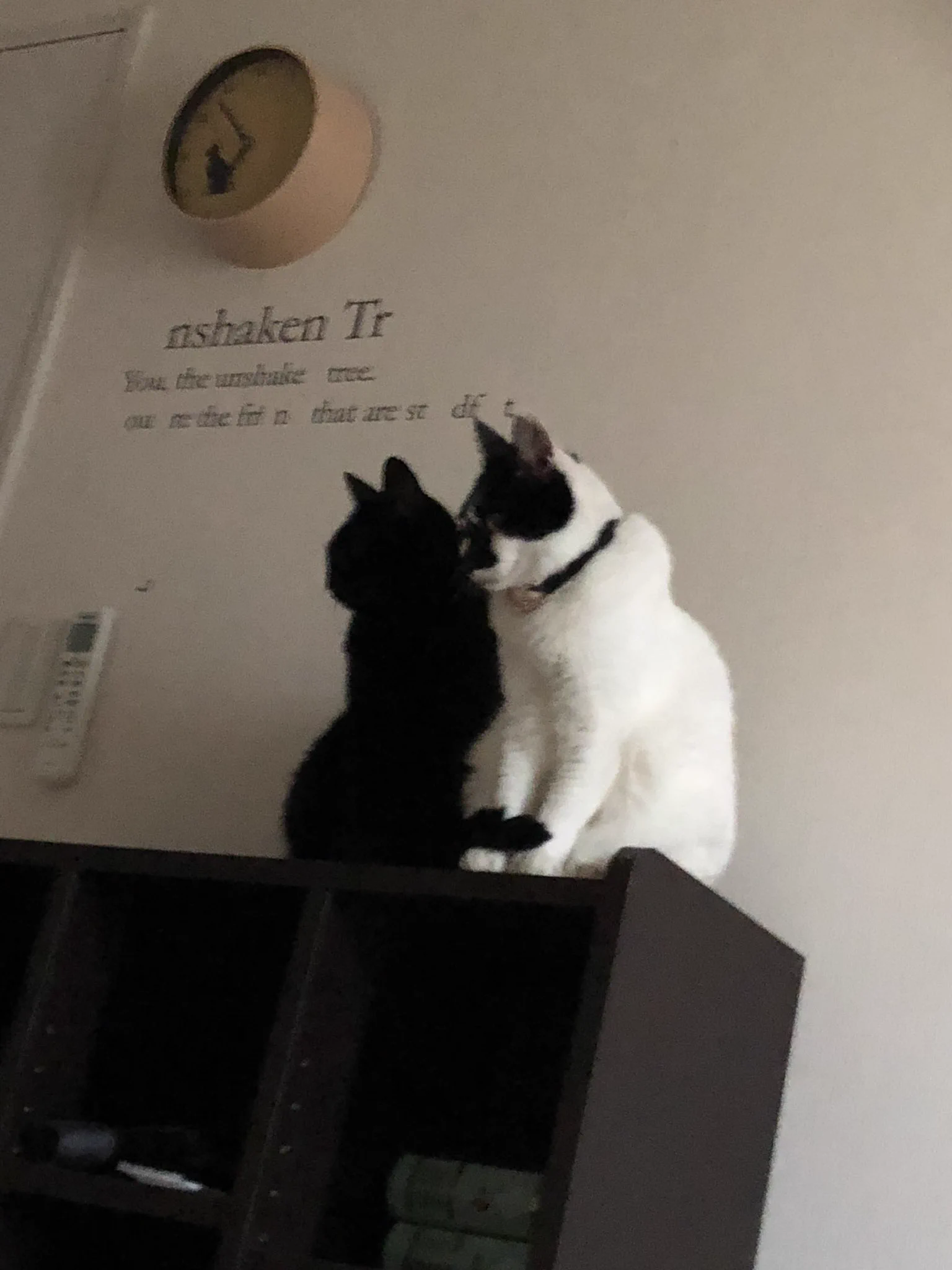 黒猫あるある？ｗｗｗ影かと思うほどシンクロ率ハンパないｗｗｗ