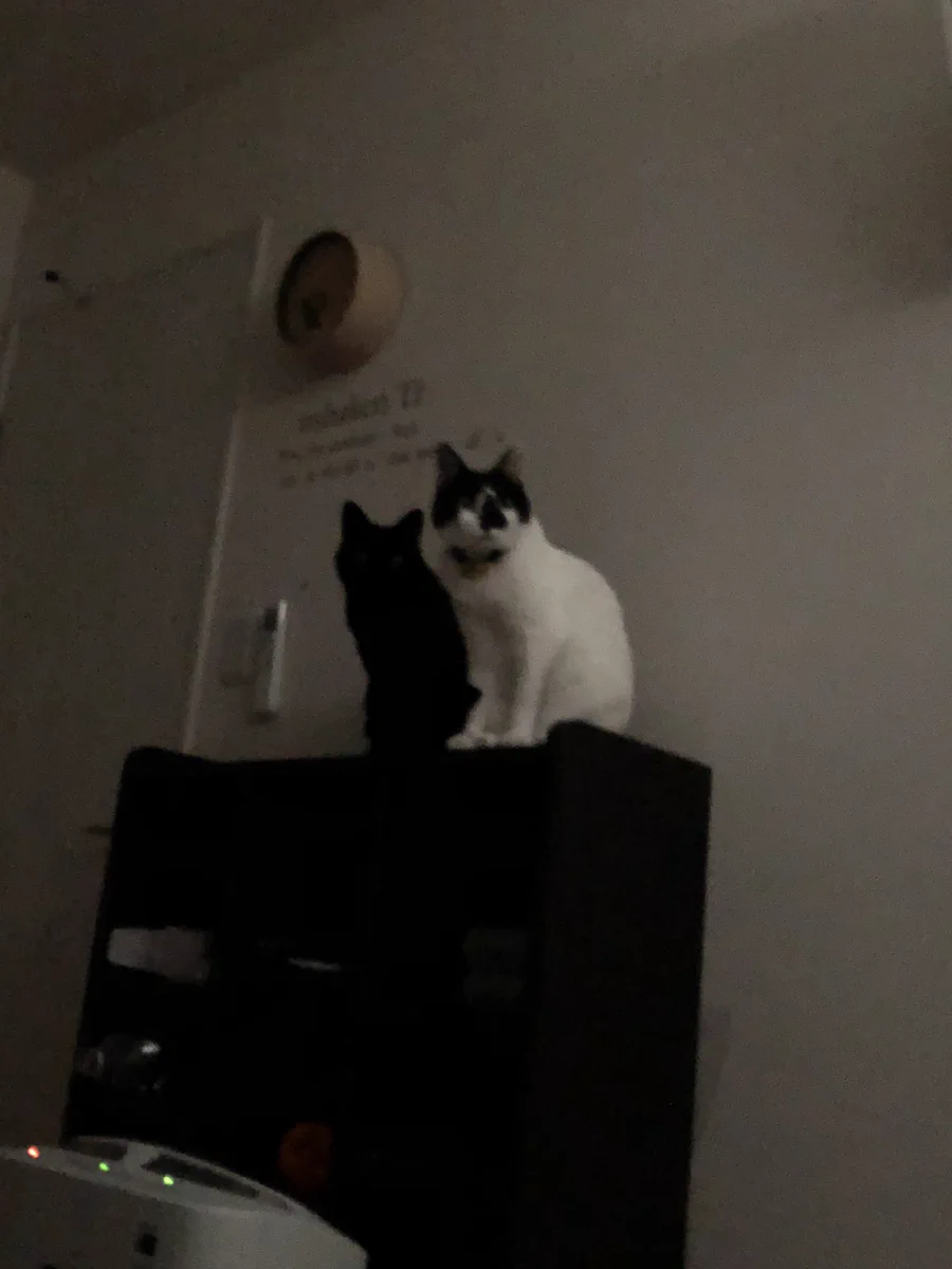 黒猫あるある？ｗｗｗ影かと思うほどシンクロ率ハンパないｗｗｗ